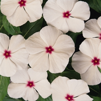 Catharanthus roseus (Vinca, Periwinkle) - Titan™ 'Polka Dot'