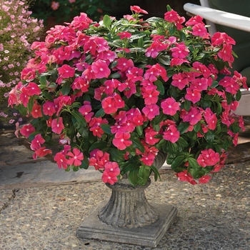 Catharanthus roseus (Vinca) - Cora® 'Cascade Cherry'