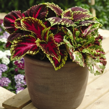 coleus scutellarioides - Kong® 'Mosaic'