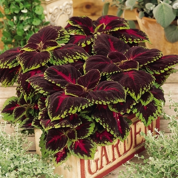 coleus scutellarioides - Kong® 'Red'