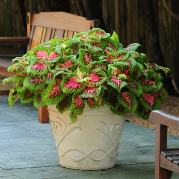 coleus scutellarioides - Kong® 'Salmon Pink'