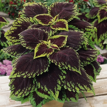 coleus scutellarioides - Kong® 'Scarlet'