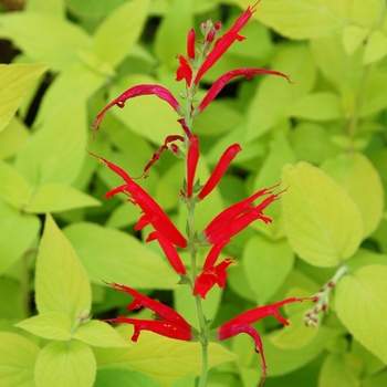 Salvia elegans (Golden Leaved Pineapple Sage) - Rockin® 'Golden Delicious'