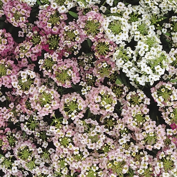 Lobularia maritima (Sweet Alyssum) - Easter Bonnet 'Mix'