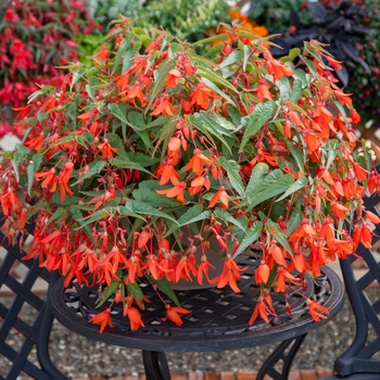 Begonia boliviensis - Bossa Nova&reg; 'Orange'
