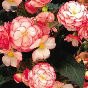 Nonstop® 'Rose Petticoat' -Begonia x tuberhybrida (Tuberous Begonia)
