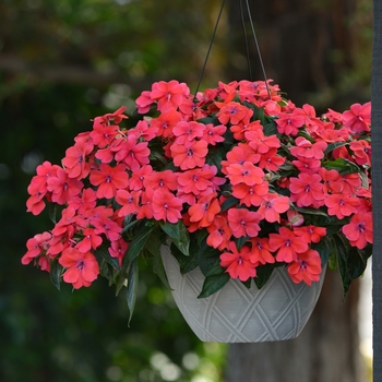 Impatiens - Bounce™ 'Bright Coral'