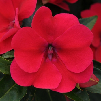 Impatiens (Interspecific impatiens) - Bounce™ 'Cherry'