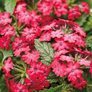 Verbena - Superbena Royale® 'Iced Cherry'