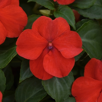 Impatiens walleriana - Beacon&trade; Bright Red