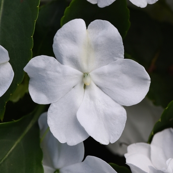 Impatiens walleriana - Beacon&trade; White