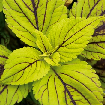 coleus scutellarioides - 'Gay's Delight'