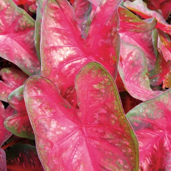 Caladium hortulanum (Fancy Caladium) - Heart to Heart™ 'Fast Flash'