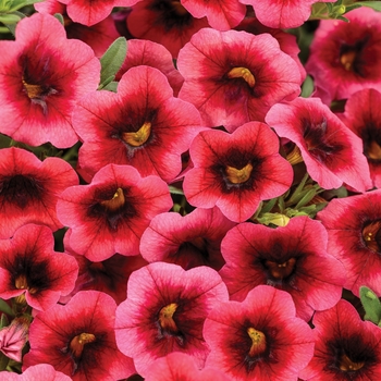 Calibrachoa - Superbells® 'Watermelon Punch™'