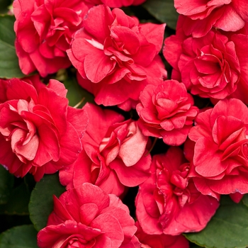 Impatiens walleriana (Double Impatiens) - Rockapulco® 'Red'