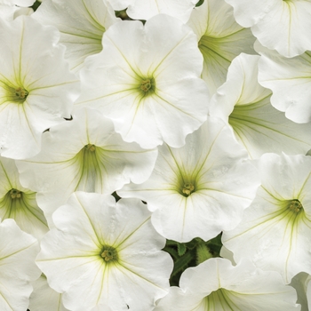 Petunia - Supertunia Vista® 'Snowdrift™'