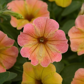 Petunia - Cascadias&trade; 'Indian Summer'