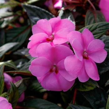 Impatiens - SunPatiens® Lavender Splash