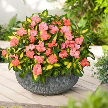 Impatiens - SunPatiens® Salmon