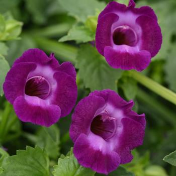 Torenia (Wishbone Flower) - Summer Wave® ''Large Violet''