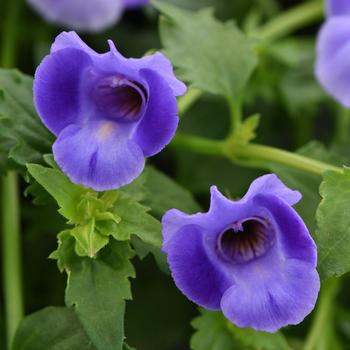 Torenia (Wishbone Flower) - Summer Wave® 'Large Blue'