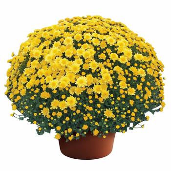 Chrysanthemum x morifolium - Garden Mum