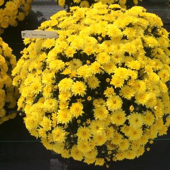 Chrysanthemum x morifolium (Mum) - Belgian® 'Padre Yellow'