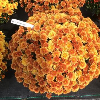 Chrysanthemum x morifolium (Mum) - Belgian® 'Padre Orange'