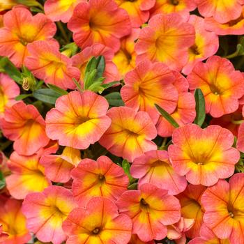 Calibrachoa - Superbells® 'Coral Sun'