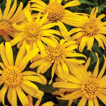 Euryops pectinatus - Bush Daisy