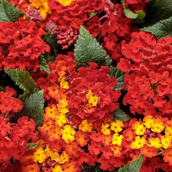 Lantana camara - Luscious® 'Royale Red Zone™'