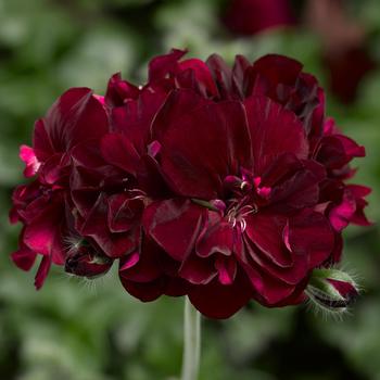 Pelargonium peltatum (Ivy Geranium) - Ivy League™ 'Burgundy'