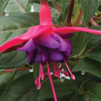 Fuchsia - 'Dollar Princess' Upright Fuchsia