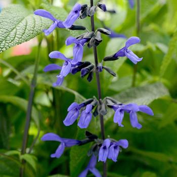 Salvia guaranitica - 'Black & Bloom' Sage