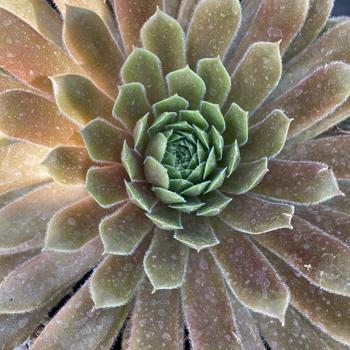 Sempervivum - 'Spring Beauty' Hen and Chicks