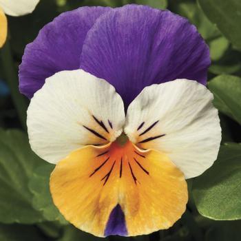 Viola cornuta - Penny™ 'Peach Jump-up'