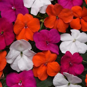 Impatiens walleriana - Beacon&reg; 'Lindau Mix'