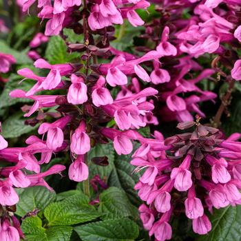 Salvia (Sage) - Unplugged® 'Pink'