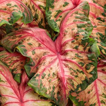 Caladium hortulanum - Heart to Heart&reg: 'Clowning Around'
