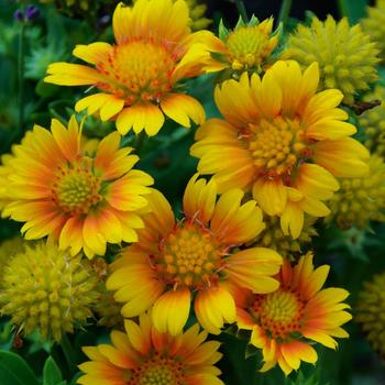 Gaillardia aristata - 'Arizona Apricot' Blanket Flower