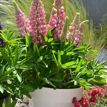 Lupinus polyphyllus () - Mini Gallery™ 'Pink Bicolor'