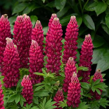 Mini Gallery™ 'Red' -Lupinus polyphyllus ()