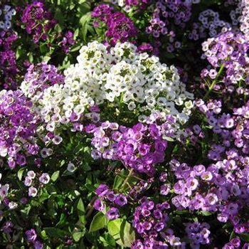 Lobularia - 'Silver Stream™' Alyssum