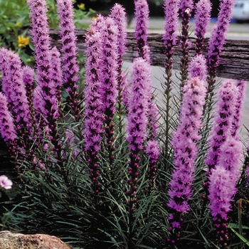 Liatris spicata - Gayfeather