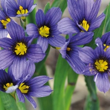 Sisyrinchium - 'Moody Blues' Blue-eyed grass