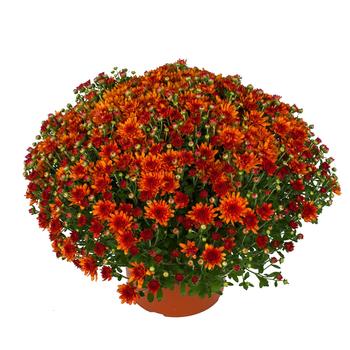 Chrysanthemum x morifolium - Wanda™ Bronze Garden Mum