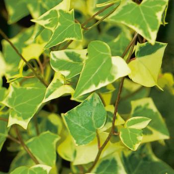 Senecio mikanioides - 'Variegata' German Ivy