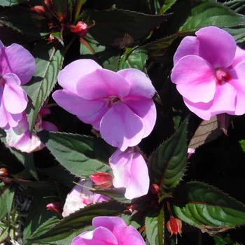 Impatiens - SunPatiens® Lavender Splash