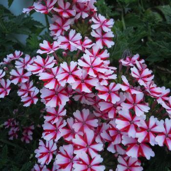 Verbena - Lanai® 'Candy Cane'