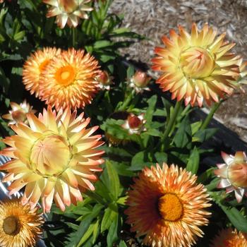 Bracteantha bracteata - 'Granvia Peachy Keen' Strawflower